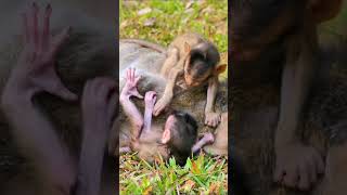 OMG Look shortsclip subscribe monkeybaby​ monkey monkeylove monkeyvideo littlemonkeys [upl. by Malonis]