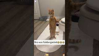 The cat stood up😊🥰cat cute catlover funnyvideo shortsfeed [upl. by Enyahs66]