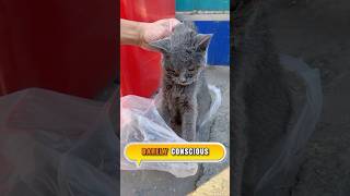 This Poor Cat Was Left to Die  But We Saved It cat rescuecats [upl. by Chad]