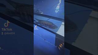 live feeding parachromis dovii fishtank cichlid [upl. by Eoj]