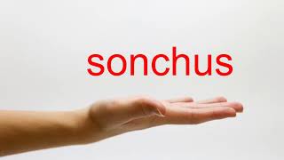 How to Pronounce sonchus  American English [upl. by Meingolda292]