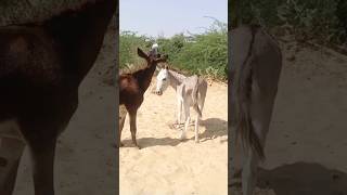 Donkey funny video shorts youtubeshorts animals gadha [upl. by Maryjo]