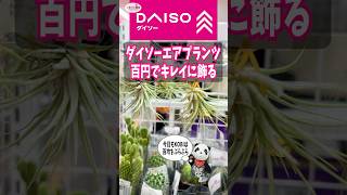 ダイソーエアプランツ100円でキレイに飾る 観葉植物 百均 ダイソー [upl. by Gove]