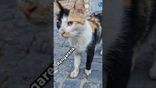 Amasyanın Entel Kedisi 😻 sokakkedisi kedisevgisi kedivideoları kedi amasya cat love mama [upl. by Somerville]