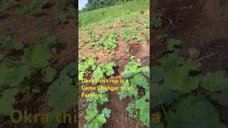 Okra Farming satisfying agriculture farming OkraFarming AgricultureGhana SustainableFarming [upl. by Kentiggerma399]