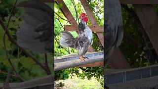 Horoz Sesi  Rooster Sound ❤️🐓 cuteanimals köyhayatı villagelife hayvansevgisi Tavuk Chicken [upl. by Wolsniw500]