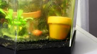 Nerite Snail in New Home  Time Lapse [upl. by Amihc]