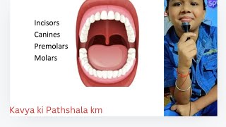 types of teeth🦷 Incisors canines premolars amp molars [upl. by Sykleb]