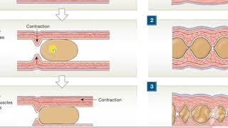 Peristalisis Vs Segmentation 2 [upl. by Anelac]