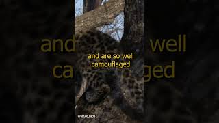 Amazing Facts about Amur Leopard [upl. by Seiden]