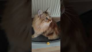 Mavis Cat Laufrad spinning wheel cat cutecat cats cute catlover catvideos [upl. by Itsirk]