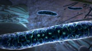 Powering the Cell Mitochondria Animation [upl. by Mattie]