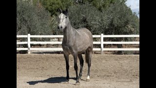 PHILOMA 2021  PREAndalusian mare  April 2021 video [upl. by Aldora]