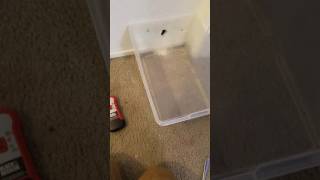 How to catch a mice in your walls [upl. by Leuas]