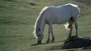 Breeding Connemara Ponies Ireland 1971 [upl. by Glanville]