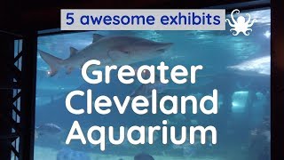 Greater Cleveland Aquarium  5 exhibits you should see [upl. by Ahsilac]