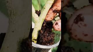 Method of breeding plants garden farming red pepper cultivation and red pepper farming [upl. by Nassah]