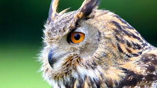 Eurasian Eagle Owl Facts aka the EUROPEAN EAGLE OWL 🦉 [upl. by Ennovad211]