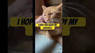 Hi I’m Kat  cat kitten garfield catlover catvideos [upl. by Asinet]