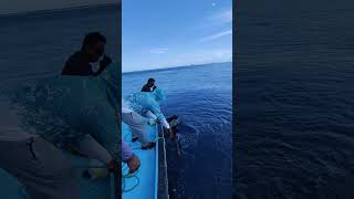 fishing sailfish monster maldives trending trendingshorts fun [upl. by Belter]