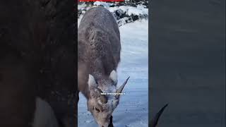 Banff National Park in 20 Seconds Stunning Peaks and Glacial Beauty viralvideo trending [upl. by Eniamrahs]