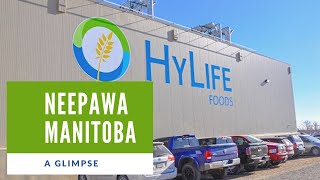 Neepawa MB Canada Hylife Foods and where to apply [upl. by Rachaba868]