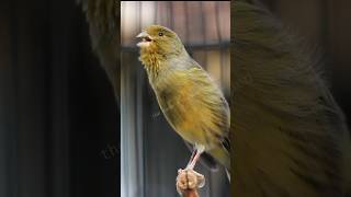 CANARY CHIRPING MOST POWERFUL TO STIMULATE FAST CANARY CHIRPING [upl. by Haywood686]