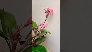 Jatropha Plant youtubeshorts shortvideo nature plants flowergarden [upl. by Roddy]