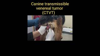 Canine transmissible venereal tumor CTVT [upl. by Wynne]