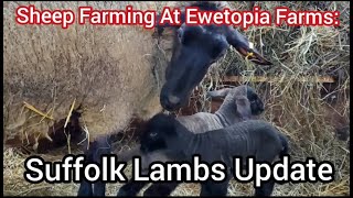 Sheep Farming At Ewetopia Farms Suffolk Lambs Update [upl. by Nevil]