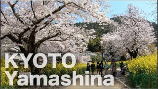 Kyoto Yamashina Cherry Blossom 🌸 Bishamondo Temple 4K POV [upl. by Nodnerb49]