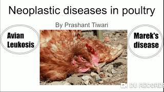 Neoplastic diseases in poultry Difference between mareks disease and Avian Leukosis l Lymphoma [upl. by Anos]