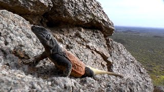 The Chuckwalla lizards of Arizona Epic footage inside the rocks [upl. by Quillan]