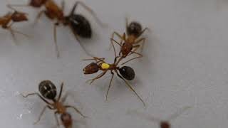 Ant injured leg – wound care behavior [upl. by Lamoree345]