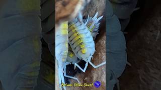 Porcellio Bolivari Yellow Ghost porcelliobolivariyellowghost porcellio bolivariyellow isopodos [upl. by Genovera436]