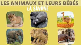 Les animaux de la savane et leurs bébés [upl. by Bev]