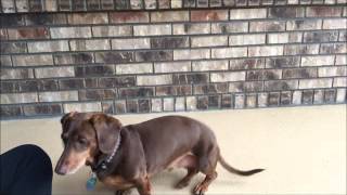 Teaching a Dog to Stop Barking with a quotQuietquot Cue [upl. by Kadner]