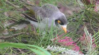 Noisy Miner 51 [upl. by Stringer]