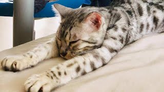 🇦🇺This Bengal Cat Wrecked The Poor Black Huntsman Spider Completely｜蜘蛛被貓殘暴肢解吃掉 [upl. by Dalli482]