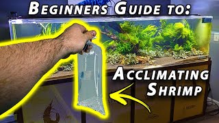 How to Acclimate Freshwater Shrimp Beginner Shrimp Keeping [upl. by Waldos]