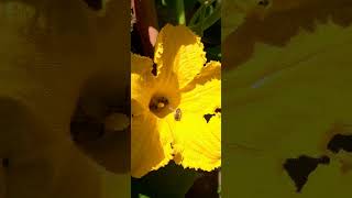 🐝 Carniolan honey bees enjoying a feast inside a pumpkin flower 🐝 slovenia ljubljana summervibes [upl. by Marmion]