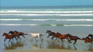 Chevaux Au Grand Galop Sur La Plage ♥ [upl. by Aihsilef]