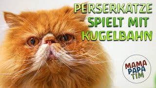 Perserkatze spielt mit fischertechnik Kugelbahn  ein tolles Spielzeug nicht nur für Kinder [upl. by Mozart]