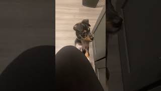 Demanding Dog Walks on Two Legs While Asking For Unsalted Fries  1522698 [upl. by Assenev]