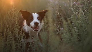 Taz Border Collie Puppy  6 Months Birthday  TRICKS amp FUN [upl. by Donn]