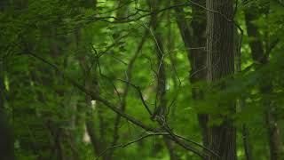 Eastern pewee flycatcher singing Kawarthas Mature forest [upl. by Poppo779]