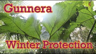 How To Protect Gunnera manicata for Winter  Giant Chilean Rhubarb [upl. by Arza]