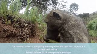 Baboon Release 2014 Baboon Foraging for Ants [upl. by Aniaj]