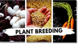 Activities in Plant Breeding  Agriculture biology class 12 lesson 1 [upl. by Ahseikram528]