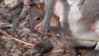 This Adorable Joey Was The Size of a Jelly Bean at Birth [upl. by Henrieta]